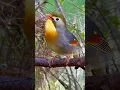 Download Lagu Chinese Nightingale Song | Bird Sounds | Pekin Robin Singing