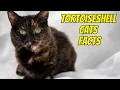 12 Amazing Facts About Tortoiseshell Cats - torties