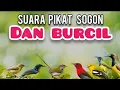 Download Lagu Suara Pikat Sogon Dan Burcil