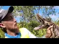 Florida s wild python hunt is underway