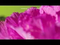 Helsloot & Mees Salomé - Solace [Extended Mix]
