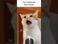 Download Lagu lagu Thailand viral,Oke are you ready #kucing #trending #music #viralvideo #shorts