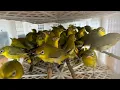 Download Lagu Update Stok Burung terbaru beserta harganya di cabang baru - Pleci dakun Sulawesi - Jalak Rio Rio