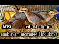 Download Lagu SUARA ANAK AYAM HUTAN HIJAU #pikat ayam hutan