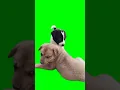 Download Lagu Chroma Key - Laughing Dog Meme (Green Screen for Video Editing) #shorts MP3