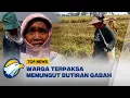 Lagu Beras Mahal, Warga Pilih Mengais Sisa Gabah - [Top News]