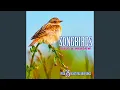 Download Lagu Burung pipit jantan: panggilan burung jantan kepada burung betina / lagu