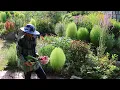 Download Lagu Kehidupan di pedesaan Korea, memanen sayur-sayuran dan buah-buahan organik setiap pagi~!!