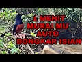 Download Lagu TERAPI MURAI BATU BONGKAR ISIAN TERBUKTI ATASI MURAI DIAM LANGSUNG BUKA PARUH, MURAI BATU GACOR