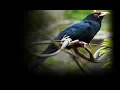 Download Lagu Suara Burung Tuwu Gacor dan Jernih, Kicauan Terbaik