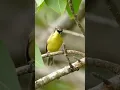 Download Lagu Burung remetuk laut gacor #shorts #kicaumania #birds
