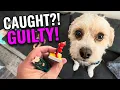 Cavapoo Caught Destroying Kids Tonie Toys