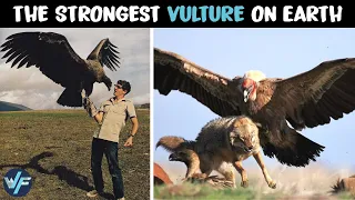 Download Andean Condor - The Strongest Vulture on Earth MP3