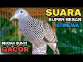 Lagu Perkutut Lokal Gacor Suara Kung Besar Pancingan Burung Perkutut Agar Bunyi.