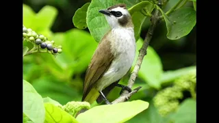 suara memikat burung merbah kapur 2021