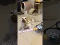 Download Lagu When you are thinking Yuli is a dog or a cat🧐❓🤨
