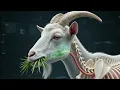 How a Goat Digests Food Ruminant Digestion Process in 3D
