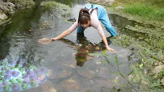 😱🌈 She finds bright pearls hidden inside strange shells along the quiet wild river shore today