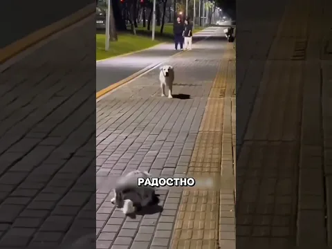 Мама узнала своего ЩЕНКА спустя годы😢🔥🐕