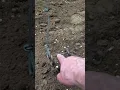 Cheap and easy to build Hog trap still working for over 20 years