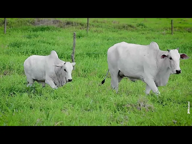 Matriz Nelore NEMJ - 776