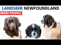 Landseer Breed Profile History - Price