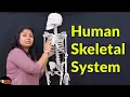 Download Lagu Human Skeletal System