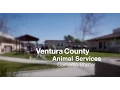 Ventura County Animal Services Camarillo
