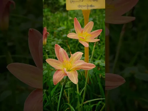 The Beauty of Rain Lilies | A Collection of My Favorite Blooms
