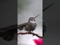 Download Lagu burung kolibri luar negri, sungguh indah