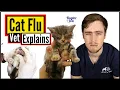 Why Is My Kitten Sneezing Cat Flu Vet Explains