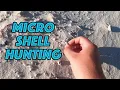 Micro Seashell Hunting In Gulf Shores AL Where Did All My Shell Hunting Spots Go