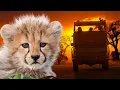 Download Lagu Searching for the BIG 8 in ONE DAY! | Kruger National Park