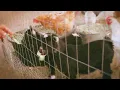 Fleet Foxes - The Cascades (Music Video)