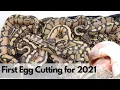 2021 HATCHING SEASON What to do with baby Ball Pythons after hatching and a SURPRISE Clutch