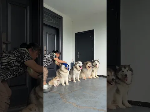 狗子：開局一張帕，從頭擦到胯😂 #pets #萌寵 #funny #狗狗 #搞笑