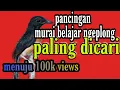 Download Lagu suara burung murai trotol belajar bunyi - pancingan murai batu ngeriwik jadi plong