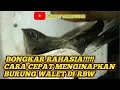 Download Lagu CARA CEPAT MENGINAPKAN BURUNG WALET DI RBW