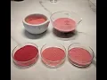 Genuine Madder Lake Pigment extraction