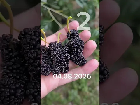 шелковица в сентябре #fruit