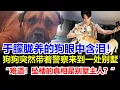 Download Lagu 于朦朧愛犬帶警察找到最新證據！拖著警察往另一處別墅跑去！極光光程青鬆宋伊人的第一犯罪現場，有網友感嘆：狗不會說話，但它知道真相！#于朦胧坠楼#于朦朧墜樓#于朦胧