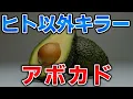 Download Lagu ゆっくり毒物vol.108　アボカド【ゆっくり解説】