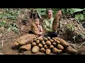 A lucky morning harvest a full basket yams to sell with my daughter | Tương Thị Mai