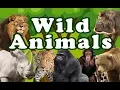 Download Lagu WILD ANIMALS | Learn Wild Animals Sounds and Names For Children, Kids And Toddlers