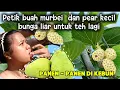 Download Lagu Witte moerbeien en kleine perenappels plukken in de tuin || lipabloemen om thee van te maken