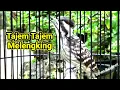 Download Lagu 🔴 Masteran dan alat pikat Pelatuk sampit paling jitu ‼