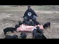 You ve NEVER seen puppies do this before