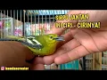 Download Lagu CIRI CIRI BURUNG SIRTU JANTAN DAN BETINA