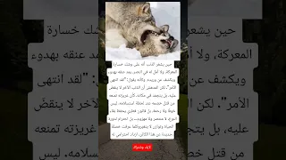 حين يشعر الذئب أنه على وشك خسارة المعركة ولا أمل له في النصر يمد عنقه بهدوء ويكشف عن وريده وكأنه 