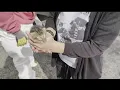 Animal Charity returns to remove dozens of cats from deplorable Youngstown home